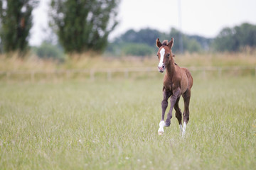 Reitponyfohlen