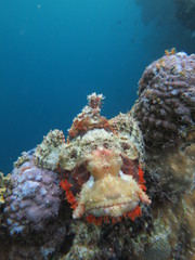 Pez escorpión en wakatobi