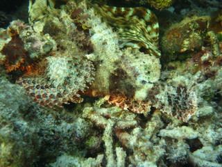 Pez escorpión en wakatobi