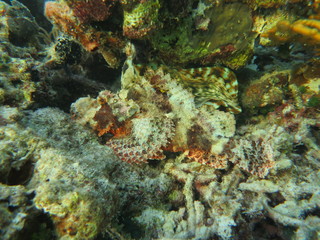 Pez escorpión en wakatobi