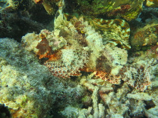Pez escorpión en wakatobi