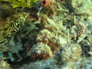 Pez escorpión en wakatobi