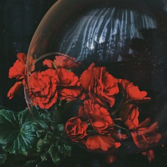 Red rose on black background