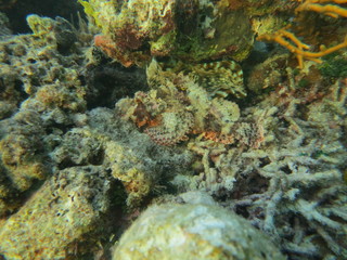 Pez escorpión en wakatobi