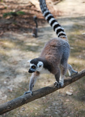 A sad lonely Ring-tailed lemur (Lemur catta) is walking