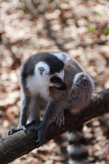 A sad lonely Ring-tailed lemur (Lemur catta) is walking