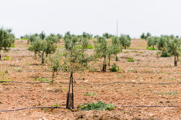 Small olive trees growing in a Spanish olive grove with irrigation hoses