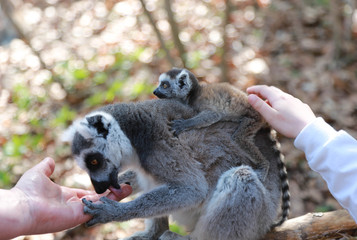 ring-tailed lemur mother with baby on the back