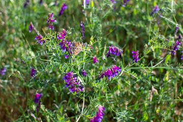 Painted Lady Butterfly with closed wings on plant stem with yellow flowers in the background