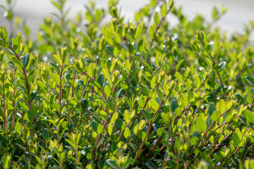 Green bushes with trimmed branches and young leaves.