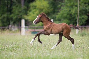 Pferd Fuchs Reitponyfohlen galoppiert auf einer Wiese