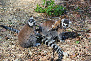 ring-tailed lemur mother with baby on the back © Elena Medoks