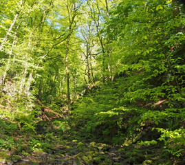 Naklejka na ściany i meble vibrant green spring woodland in a steep hillside valley with tall beech trees in nutclough woods near hebden bridge