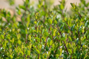 Green bushes with trimmed branches and young leaves.