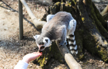 ring tailed lemur licks the hand of a child © Elena Medoks