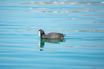 Black duck Eurasian coot Fulica atra is swimming in blue water.