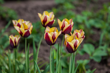 Group of maroon yellow tulips on a blurred background