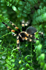 Close-up of a black big spider with orange stripes sitting in a fern Bush