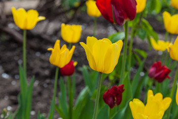 Multicolored (yellow and burgundy) tulips