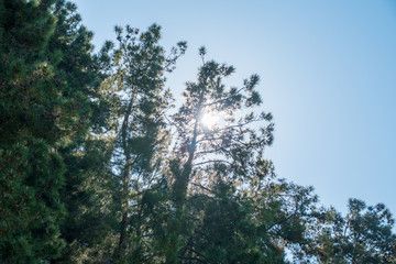 The sun through the pine branches in the clear sky.
