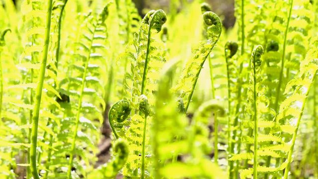 Ostrich fern plants with fiddleheads in woodland, lush green leaves backlit by sunlight, in spring