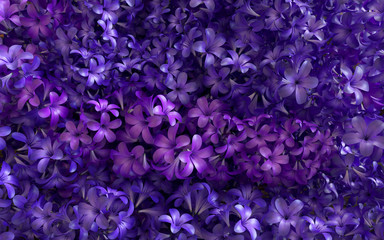 Violet blossom lilac flower background