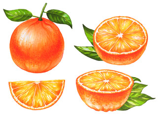 Set of hand drawn oranges fruit on white background. Collection of citrus fruits. Watercolor and marker art. Botanical Illustration.