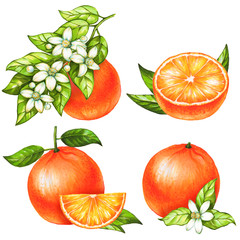 Set of hand drawn oranges fruit on white background. Collection of citrus fruits. Watercolor and marker art. Botanical Illustration.