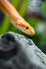The head of a small snake orange on a green background