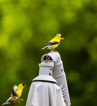 Gold Fince Birds Perched