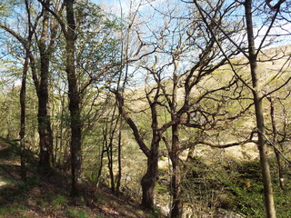 Fototapeta premium trees in the forest