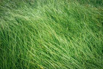  green grass in the field in the wind