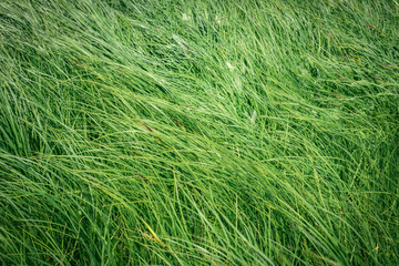  green grass in the field in the wind