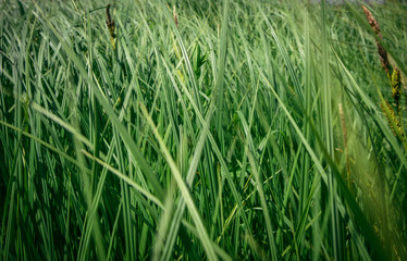  green grass in the field in the wind