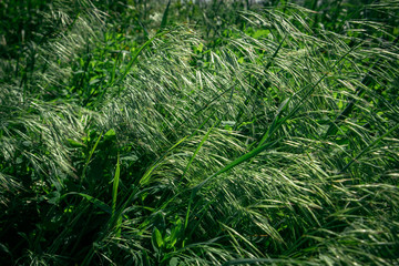  green grass in the field in the wind