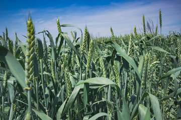 young ears of wheat on the ploe on a sunny day