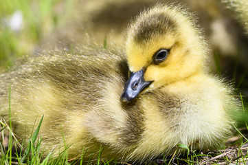 Newborn Gosling Resting Quietly on the Soft Green Grass