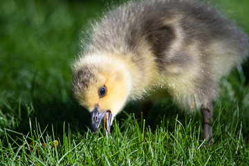 Newborn Gosling Learning to Search for Food