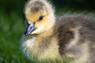 Close Profile of an Adorable Newborn Gosling