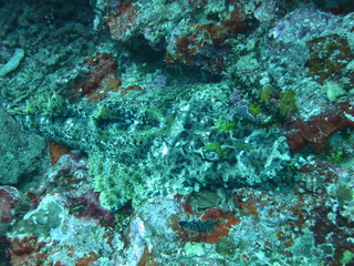 Pez cocodrilo camuflado
