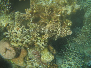 Pez cocodrilo camuflado