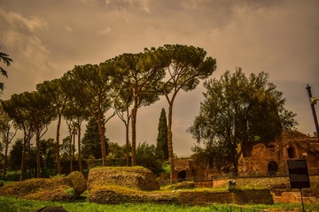 pinos mediterraneos en Roma