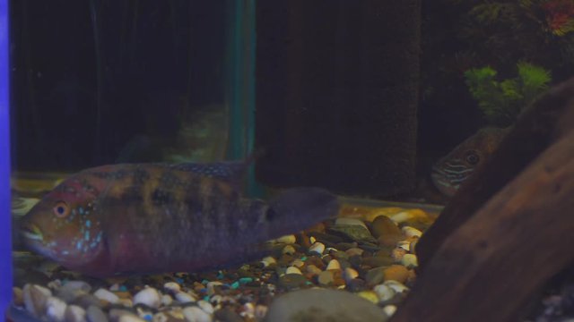 The fish in the aquarium. South American aquarium fish of the cichlid family called Laetacara curviceps in the home aquarium. Low key. Soft focus
