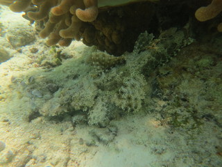 Pez cocodrilo camuflado