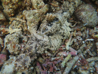 Pez cocodrilo camuflado