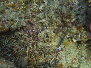 Pez cocodrilo camuflado