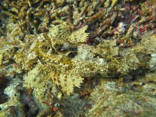 Pez cocodrilo camuflado