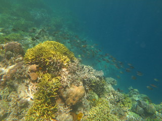 Arrecife en wakatobi
