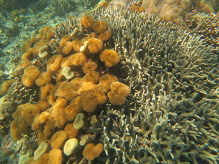 Arrecife en wakatobi