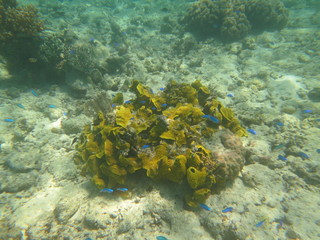 Arrecife en wakatobi